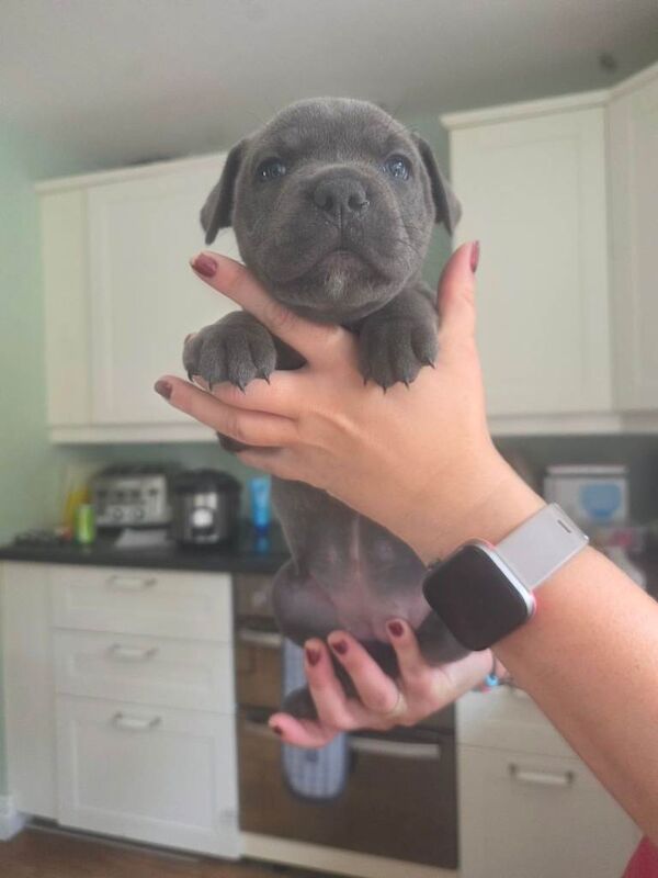 Blue staffie pups.