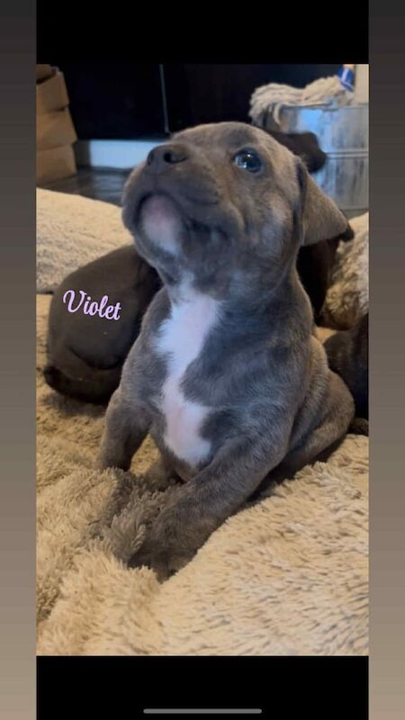 Staffordshire Bull Terrier puppies for sale in Blackburn, Lancashire – 7 weeks old