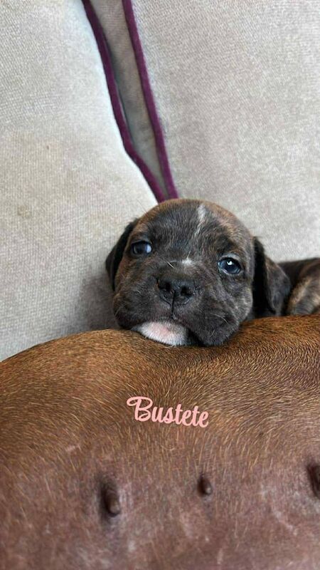 Staffordshire Bull Terrier puppies for sale in Blackburn, Lancashire – 7 weeks old - Image 2 of 3