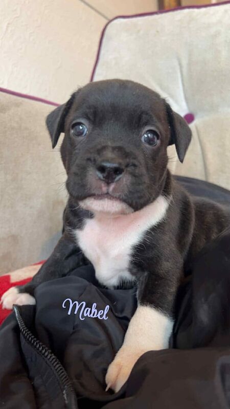 Staffordshire Bull Terrier puppies for sale in Blackburn, Lancashire – 7 weeks old - Image 3 of 3