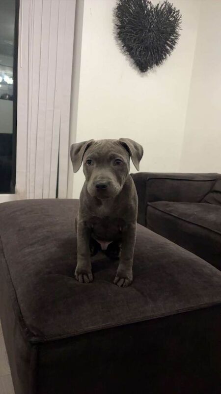 Staffordshire Bull Terrier puppies for sale in Wigan, Manchester – KC registered, 3 months old