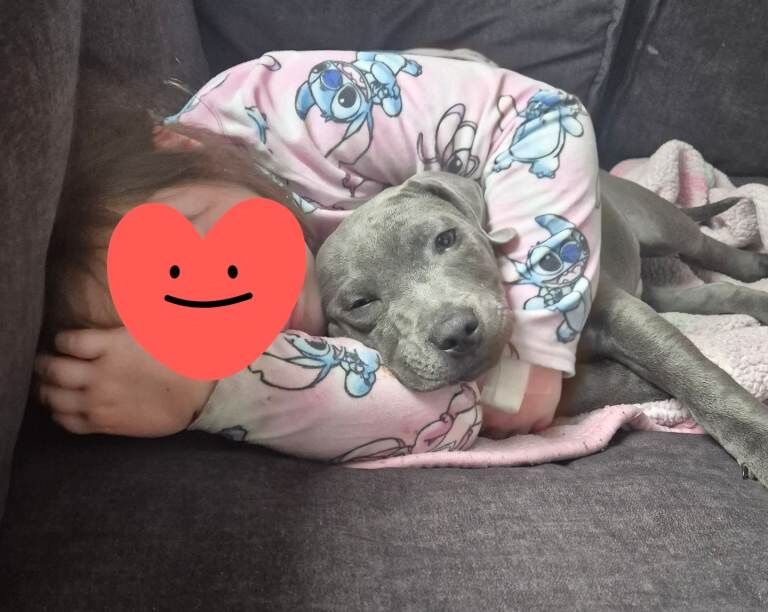 Staffordshire Bull Terrier puppies for sale in Wigan, Manchester – KC registered, 3 months old - Image 2 of 3