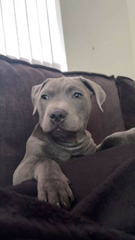 Staffordshire Bull Terrier puppies for sale in Wigan, Manchester – KC registered, 3 months old - Image 3 of 3
