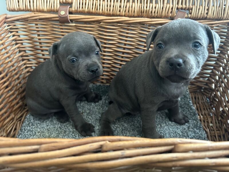 Staffie Puppies For Sale
