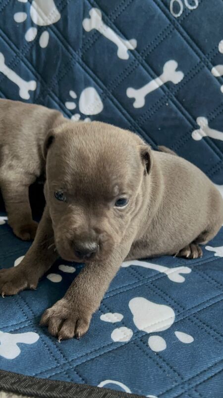 Blue Staffordshire Bull Terrier Puppies For Sale