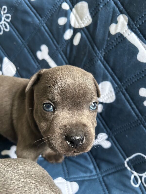 Blue Staffordshire bull terrier - Image 3 of 10
