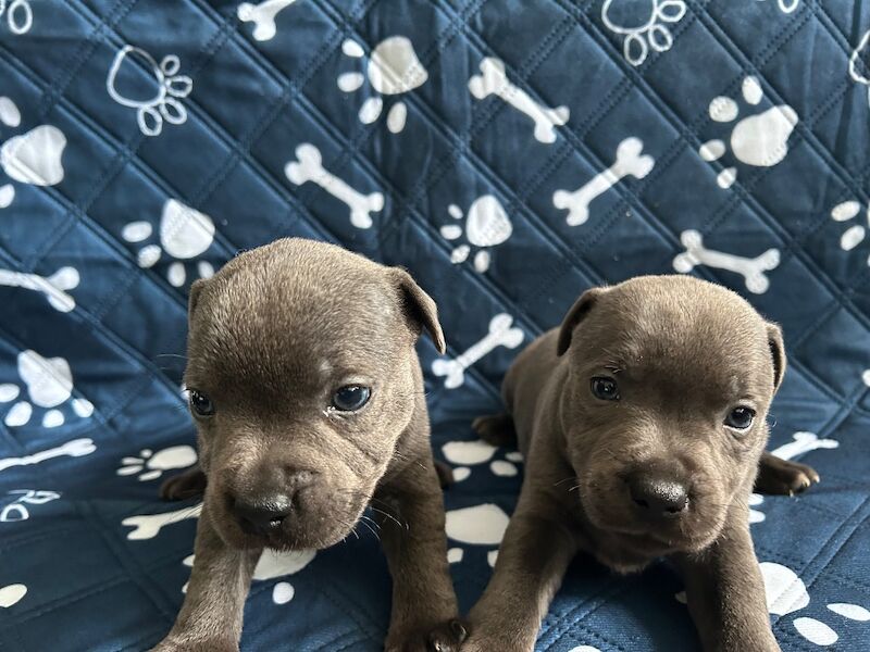 Blue Staffordshire bull terrier - Image 4 of 10