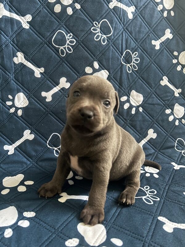 Blue Staffordshire bull terrier - Image 5 of 10