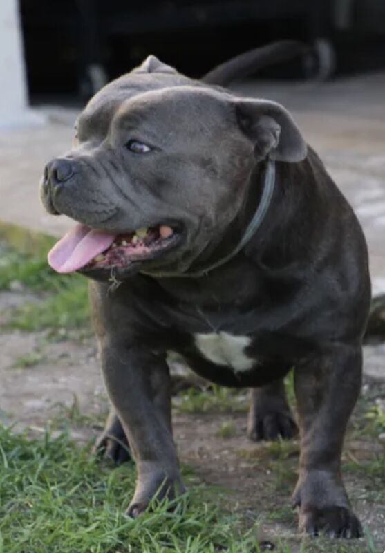 Blue Staffordshire Bull Terrier Puppies For Sale