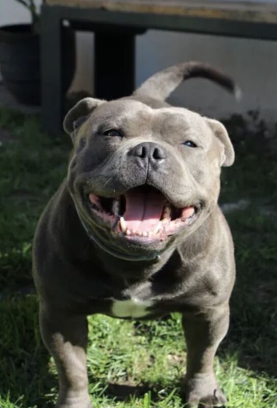 Blue Staffordshire bull terrier - Image 7 of 10
