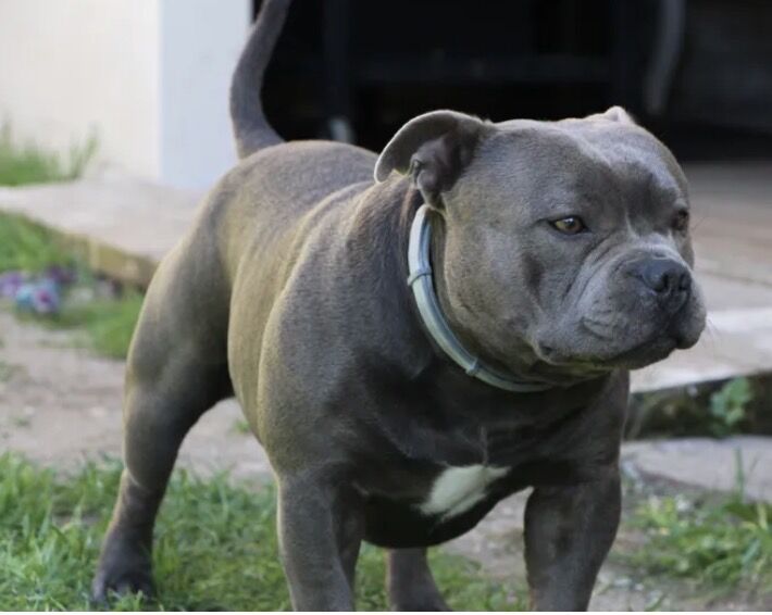 Blue Staffordshire bull terrier - Image 8 of 10