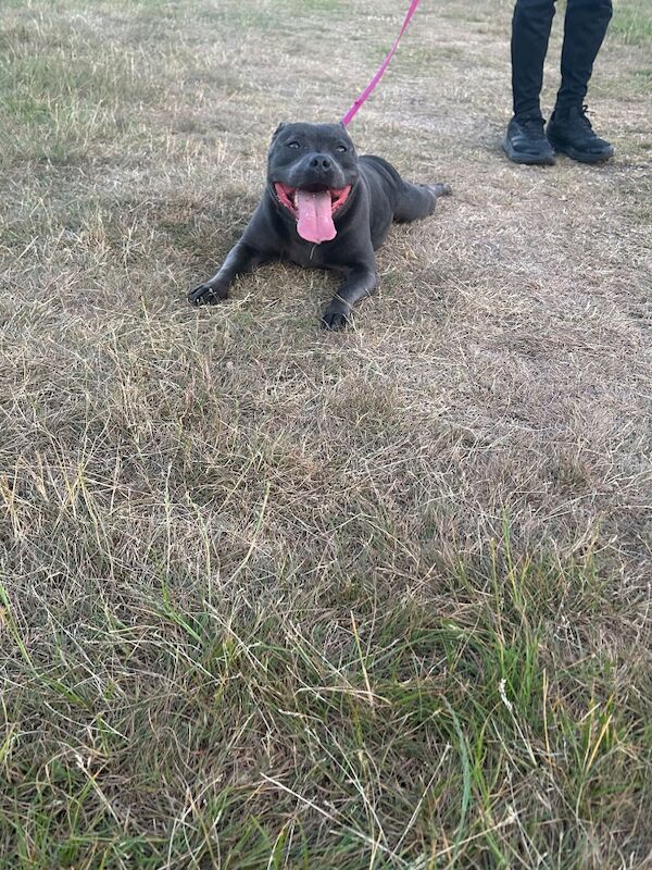 Blue Staffordshire bull terrier - Image 9 of 10