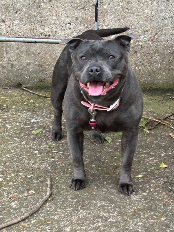 Blue Staffordshire bull terrier - Image 10 of 10
