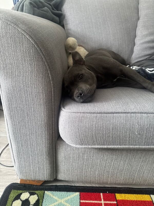 Staffordshire Bull Terrier puppies for sale in Great Bookham, Surrey – 10 months old