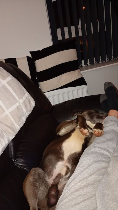 Staffordshire Bull Terrier puppies for sale in Randalstown, County Antrim – 4 years old