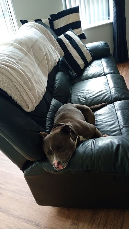 Staffordshire Bull Terrier puppies for sale in Randalstown, County Antrim – 4 years old - Image 2 of 3
