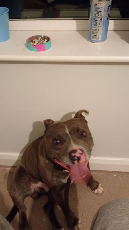Staffordshire Bull Terrier puppies for sale in Randalstown, County Antrim – 4 years old - Image 3 of 3