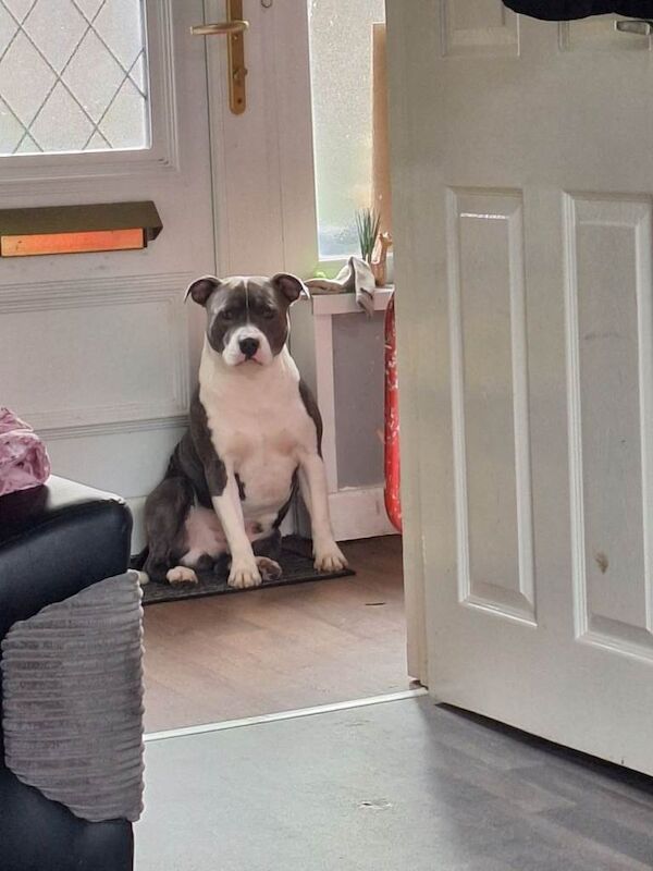 Blue Staffordshire Bull Terrier Puppies For Sale