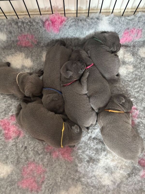 Blue Staffordshire bull terrier
