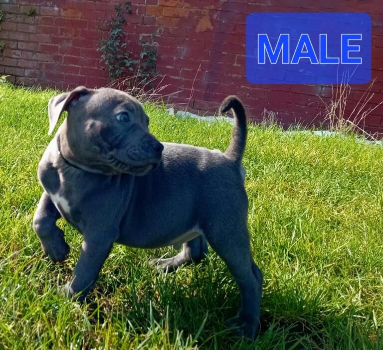 Blue Staffordshire bull terrier