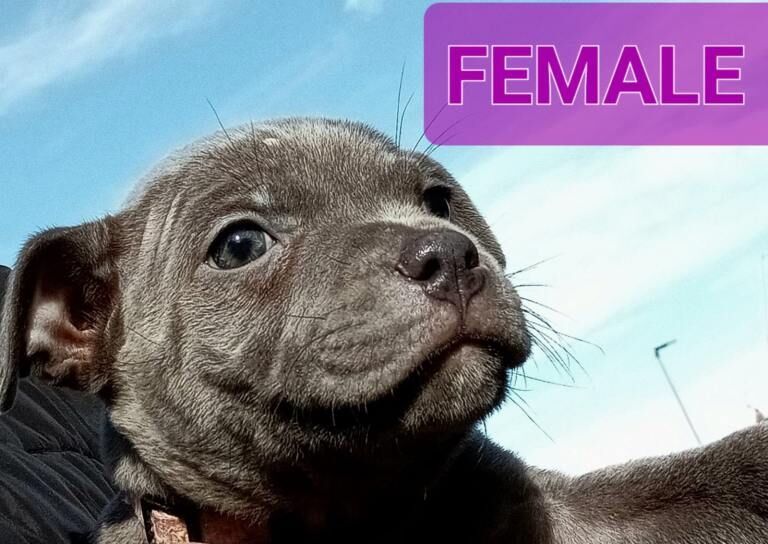 Blue Staffordshire bull terrier - Image 2 of 4