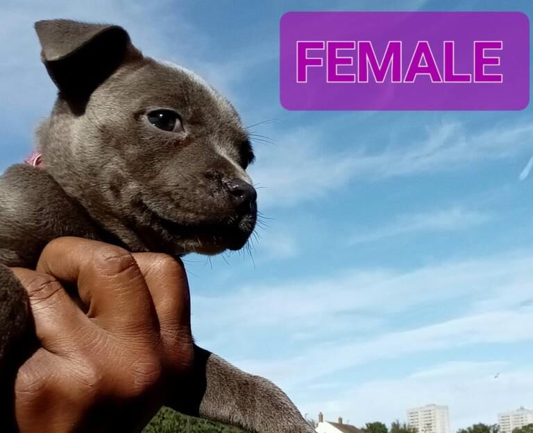 Blue Staffordshire bull terrier - Image 3 of 4