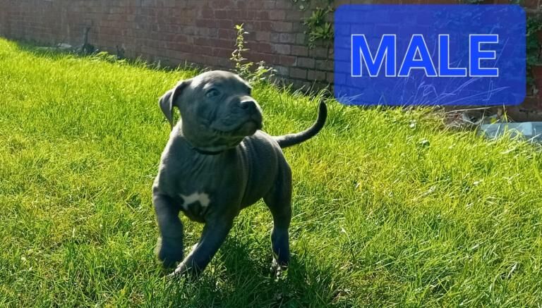 Blue Staffordshire bull terrier - Image 4 of 4