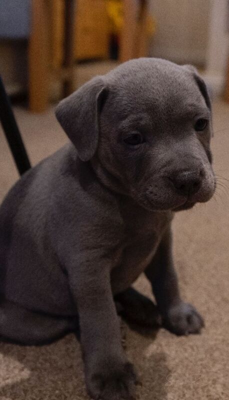 Staffordshire Bull Terrier puppies for sale in Warmley, Gloucestershire – 11 weeks old - Image 2 of 4