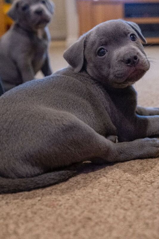 Staffordshire Bull Terrier puppies for sale in Warmley, Gloucestershire – 11 weeks old - Image 4 of 4