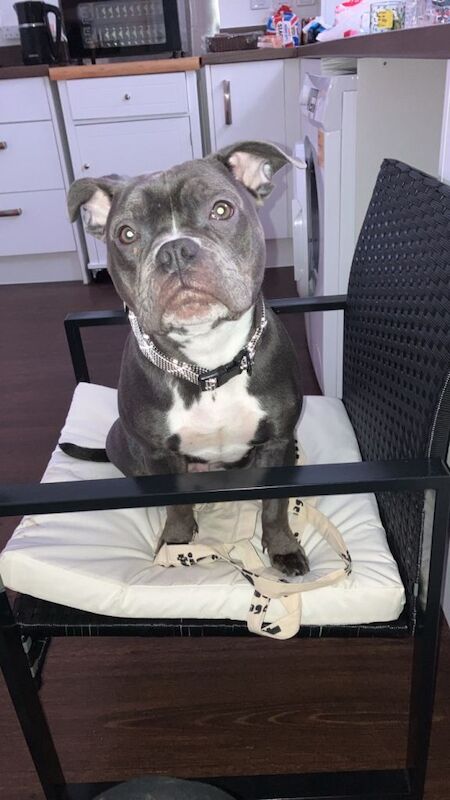 Staffordshire Bull Terrier puppies for sale in Peterborough, Cambridgeshire – 5 months old