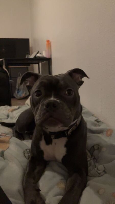 Blue Staffordshire bull terrier female - Image 2 of 4