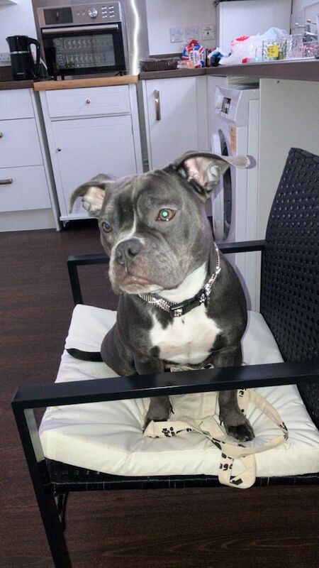 Blue Staffordshire bull terrier female - Image 3 of 4