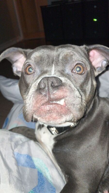 Blue Staffordshire bull terrier female - Image 4 of 4