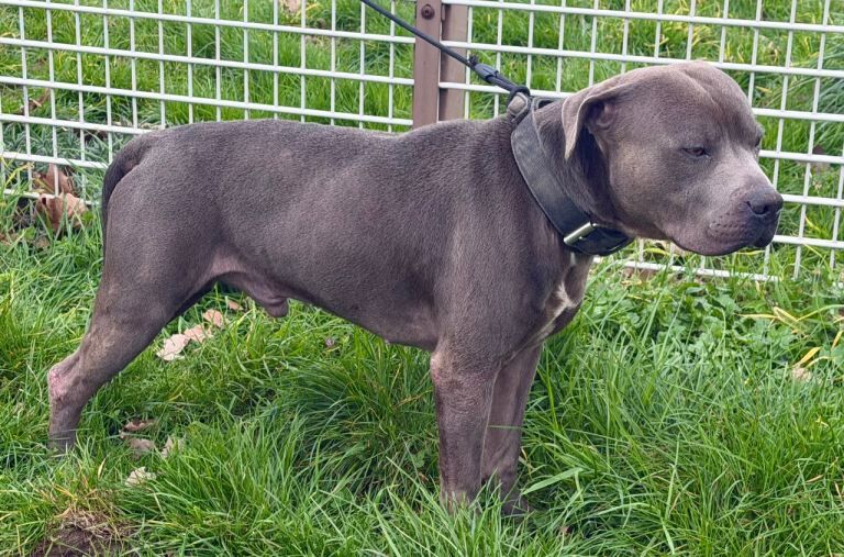 Staffie Puppies For Sale