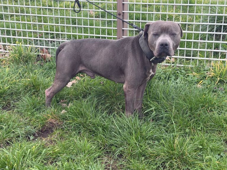 Blue Staffordshire Bull Terrier Male - Image 2 of 3