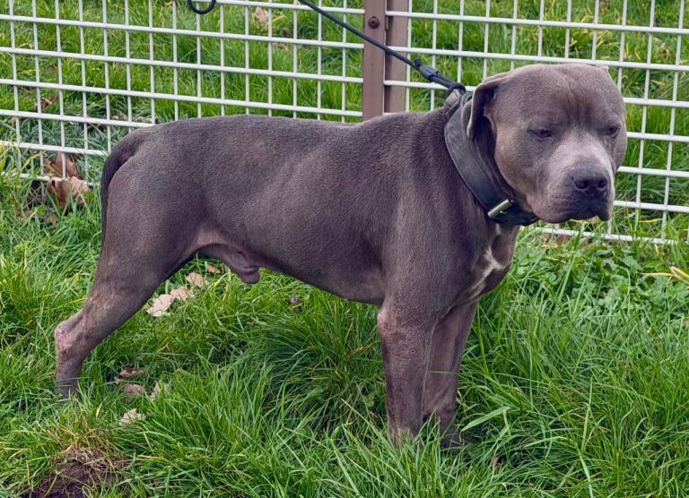 Blue Staffordshire Bull Terrier Male - Image 3 of 3