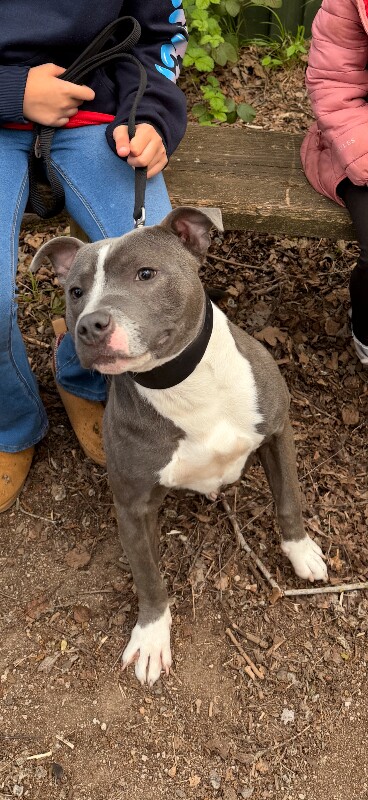 Staffie Puppies For Sale