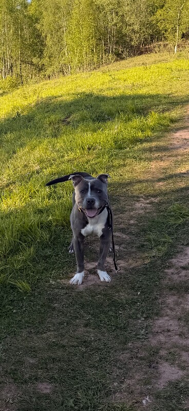 Blue, Staffordshire bull terrier, male. - Image 2 of 5