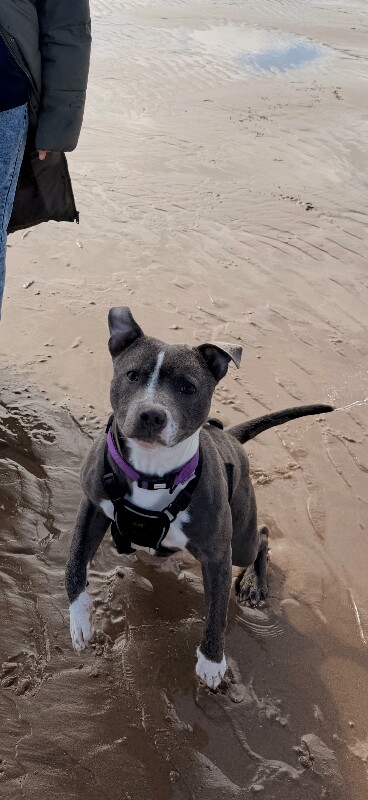 Blue, Staffordshire bull terrier, male. - Image 3 of 5