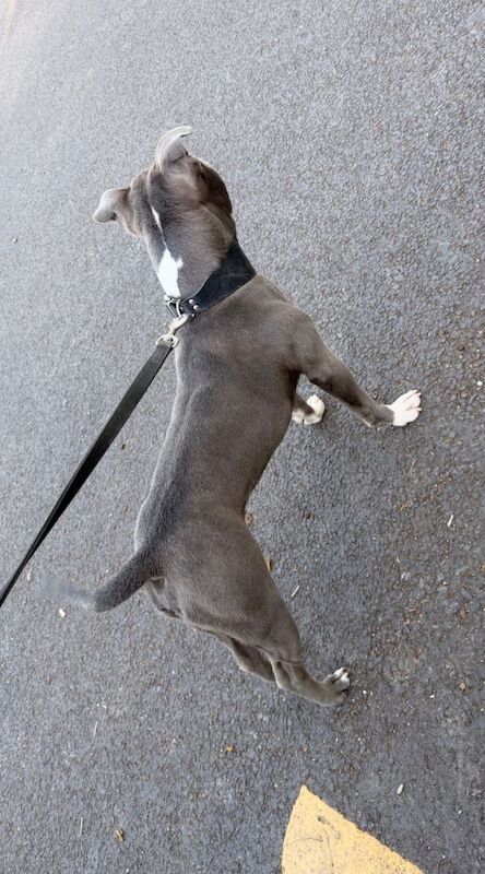 Blue, Staffordshire bull terrier, male. - Image 4 of 5