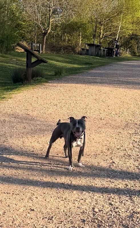 Blue, Staffordshire bull terrier, male. - Image 5 of 5