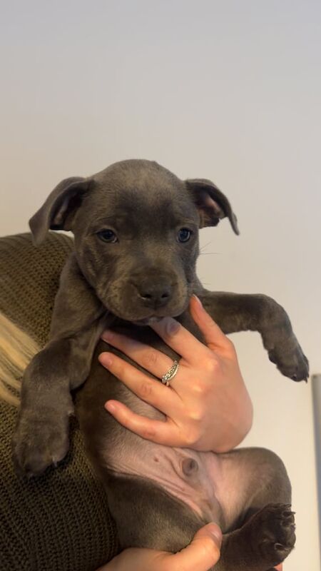Blue Staffordshire Bull Terrier Puppies -1 left!💙 for sale in Norwich, Norfolk