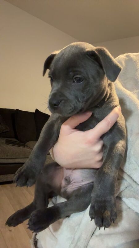 Blue Staffordshire Bull Terrier Puppies -1 left!💙 for sale in Norwich, Norfolk | Image 2