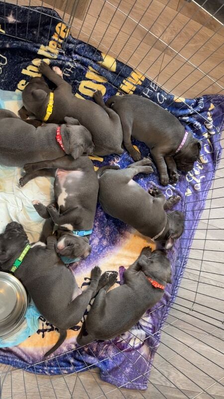 Blue Staffordshire Bull Terrier Puppies -1 left!💙 for sale in Norwich, Norfolk | Image 3