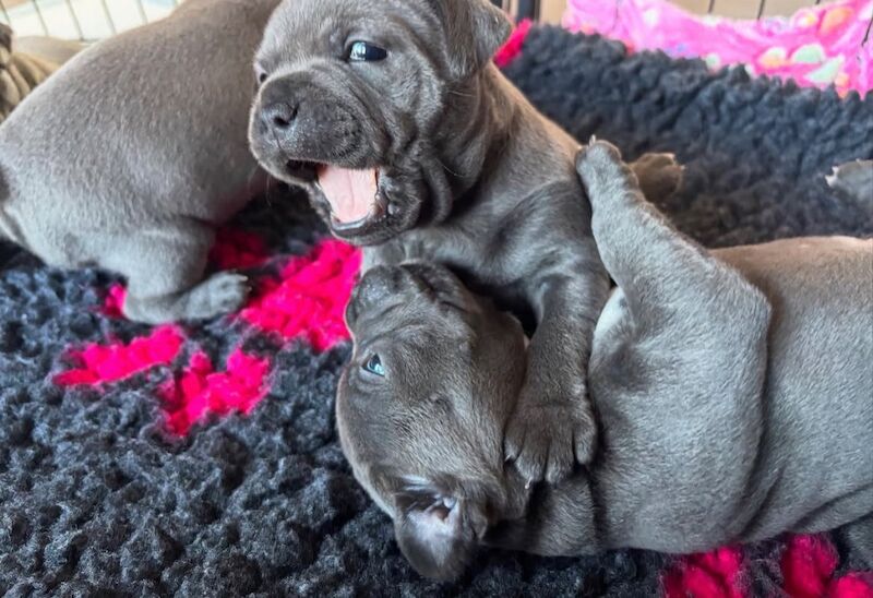 Blue staffordshire bull terrier puppies for sale in Croydon, Greater London