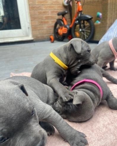 Staffordshire Bull Terrier puppies for sale in Southwark, Greater London – KC registered, 6 weeks old