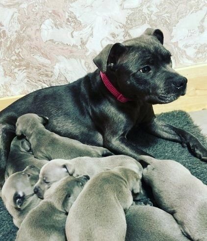 Staffordshire Bull Terrier puppies for sale in Southwark, Greater London – KC registered, 6 weeks old - Image 2 of 3