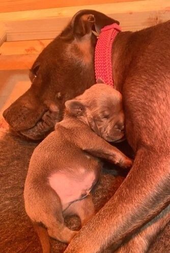 Staffordshire Bull Terrier puppies for sale in Southwark, Greater London – KC registered, 6 weeks old - Image 3 of 3