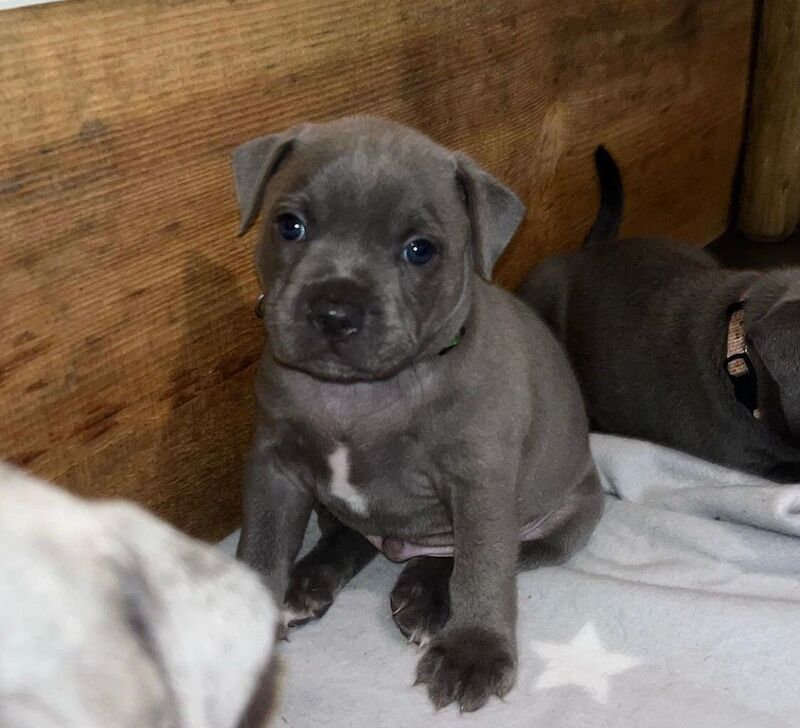 Staffordshire Bull Terrier puppies for sale in Telford, Shropshire – KC registered, 6 weeks old