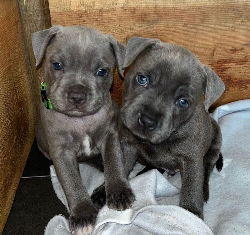 Staffordshire Bull Terrier puppies for sale in Telford, Shropshire – KC registered, 6 weeks old - Image 2 of 14